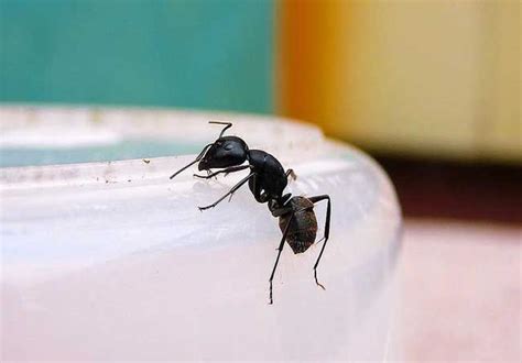 神明爐選擇 家裡很多螞蟻